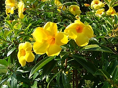 209 Longwood Gardens [2008 August 23]